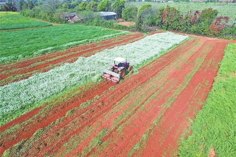 省农科院在进贤县大坊山示范基地通过绿肥还田改良土壤。　　（省农科院供图）