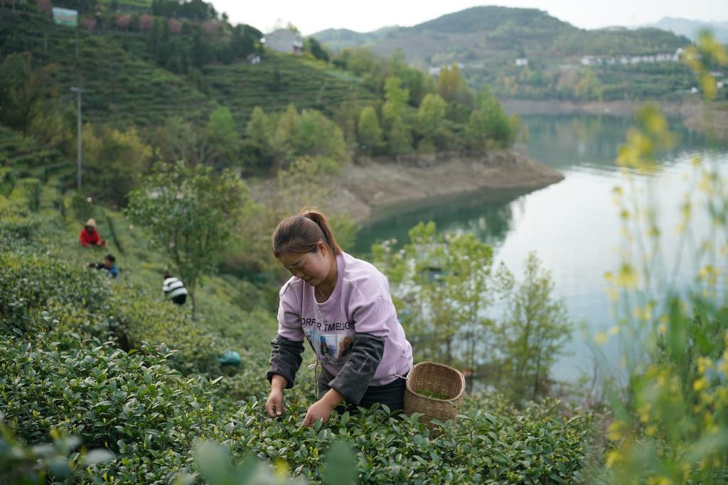 2023年3月31日，安康市汉滨区流水镇茶农在茶园内采茶。新华社记者邵瑞摄