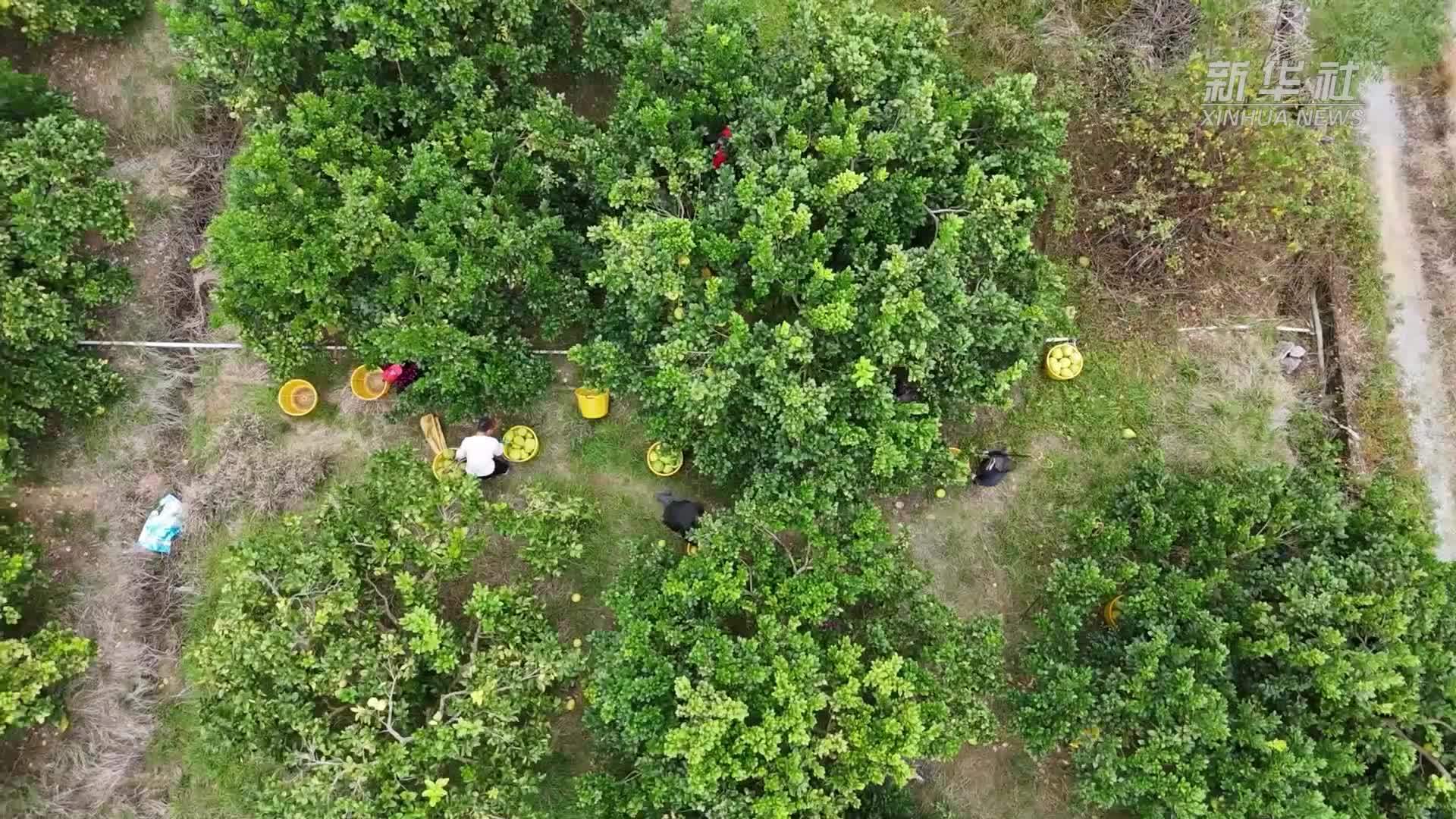 湖南道县：“柚”见好“丰”景 果农销售忙