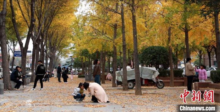 市民游客在沂水县府前街赏秋。沂水县委宣传部供图