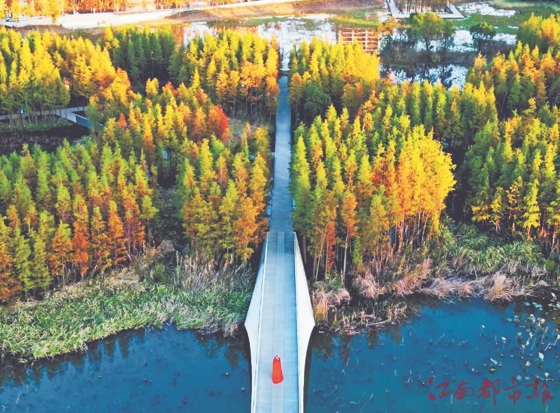 ▲ 鱼尾洲湿地公园