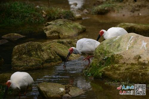 （江西省朱鹮種群重建基地供圖）