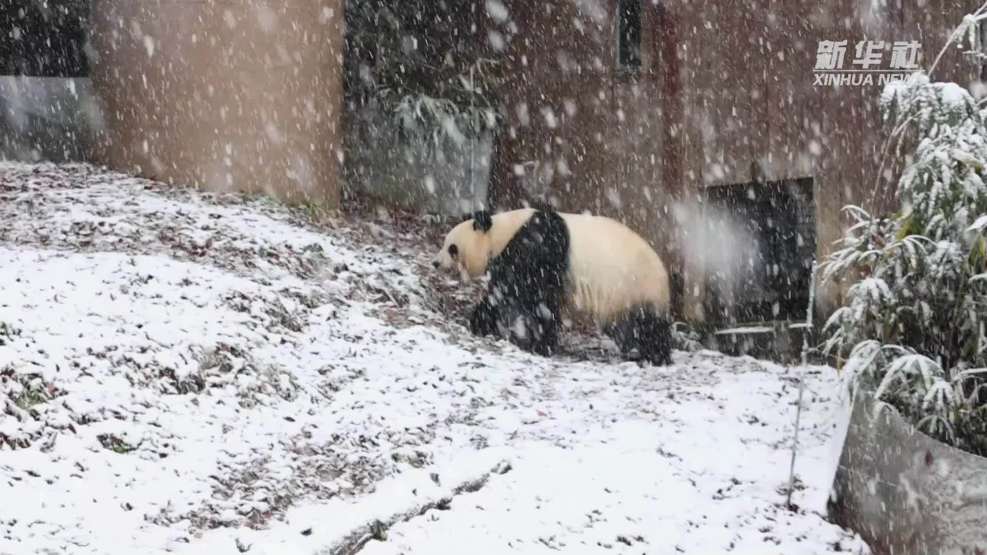 旅韩双胞胎大熊猫冬雪初体验