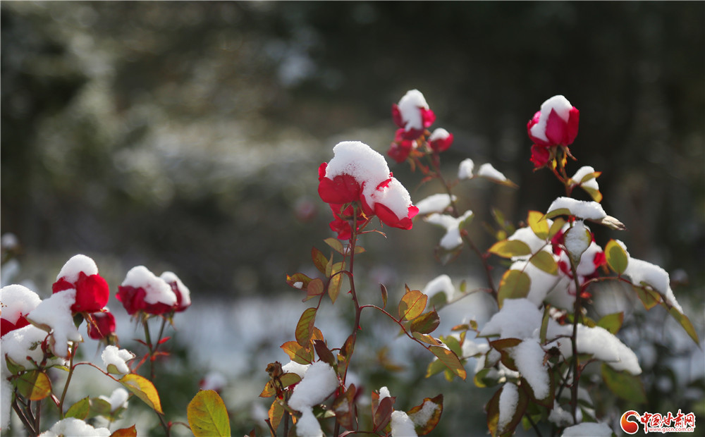 花披雪被，大地入眠。