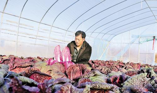 11月17日，在玉田县后独树村明远农民种植专业合作社蔬菜大棚，理事长王金福正查看紫白菜的长势。 冯 浩摄