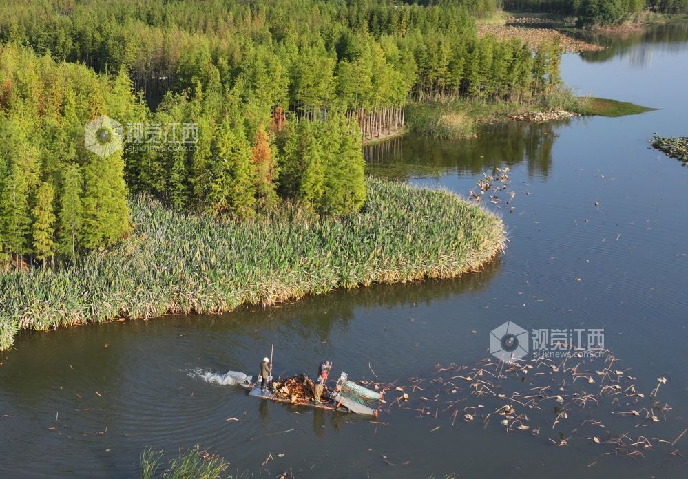 南昌高新区艾溪湖湿地公园：清理作业（图）