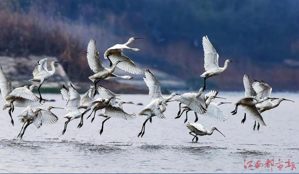 万余只白琵鹭抵达鄱阳湖（图）