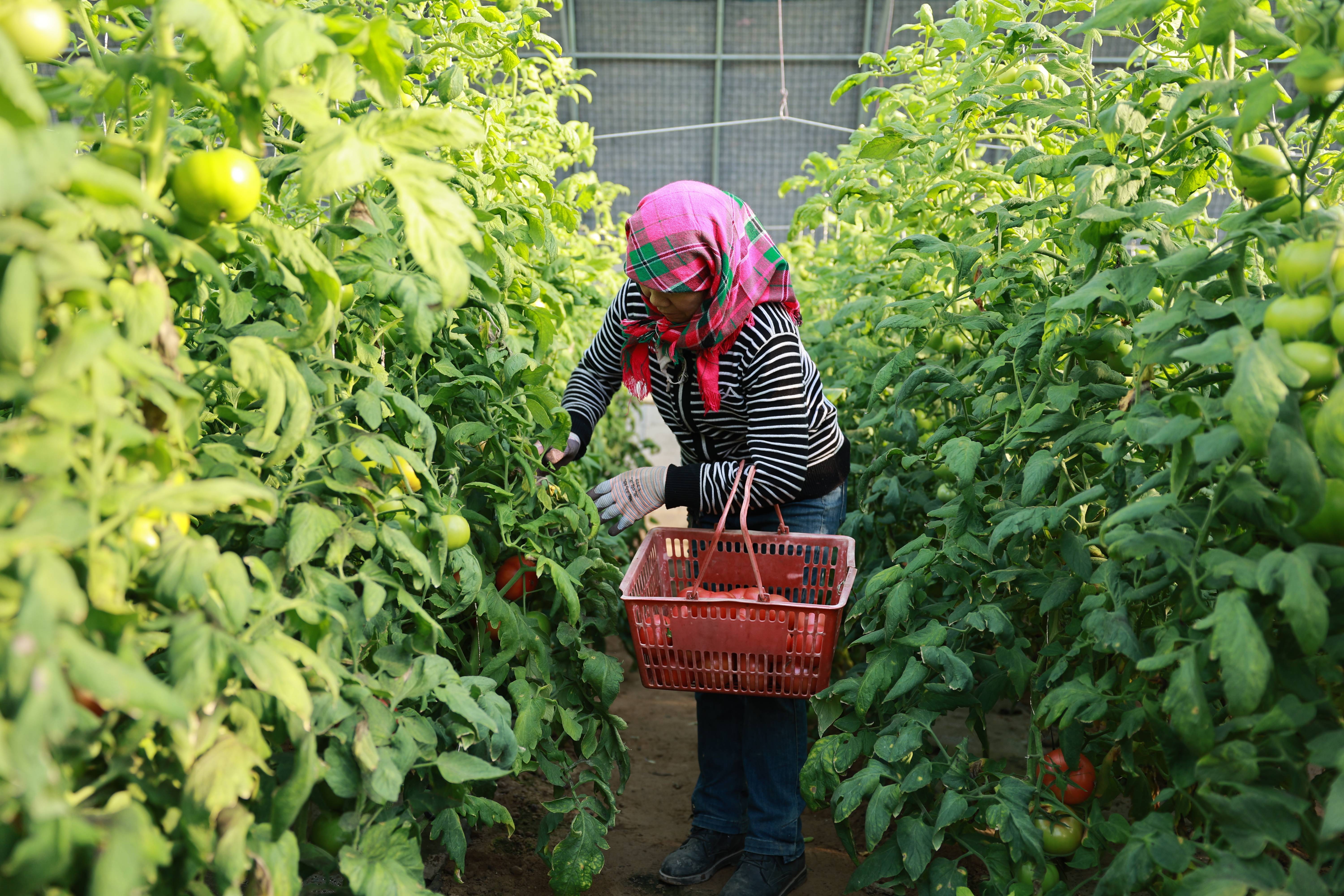 农民群众采摘西红柿