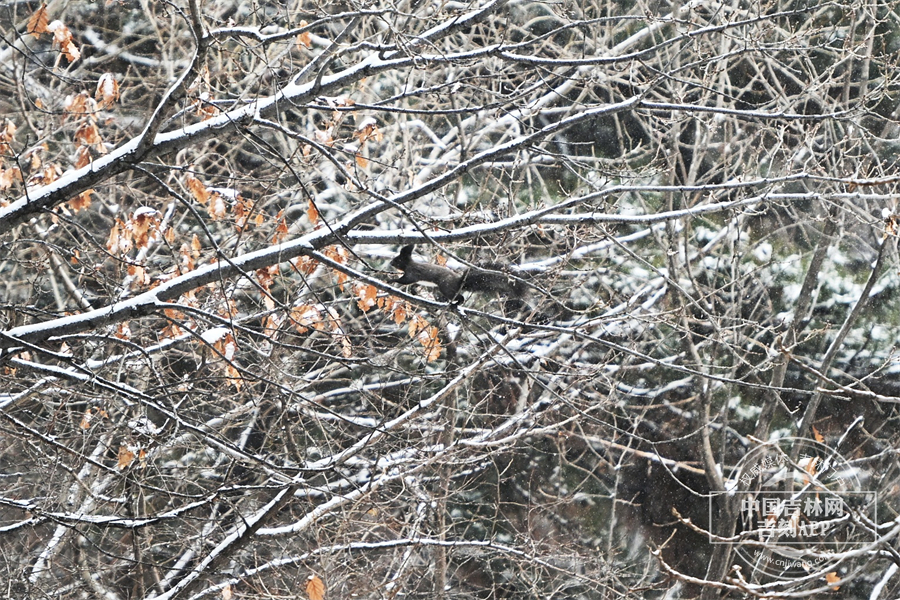 松鼠在林间跳跃。