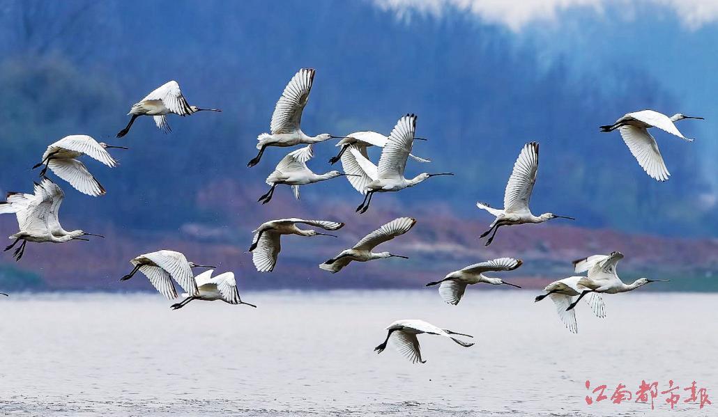 万余只白琵鹭抵达鄱阳湖（图）