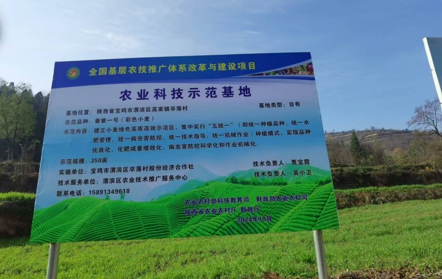 渭滨区卒落村：尝到富硒黑小麦经济“甜头”