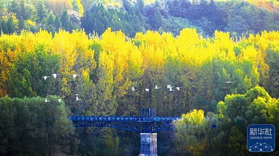 11月19日，一队越冬的大天鹅从三门峡天鹅湖国家城市湿地公园上空掠过，为冬日里的黄河湿地增添了一抹亮色。孙猛 摄