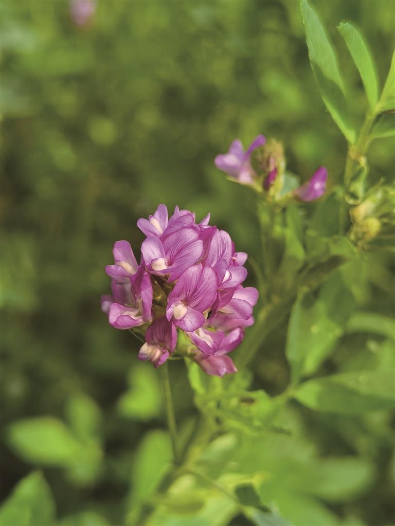 甘肃省是我国草业大省，被誉为“牧草之王”的紫花苜蓿在我省的留床面积约1100万亩，全国第一。