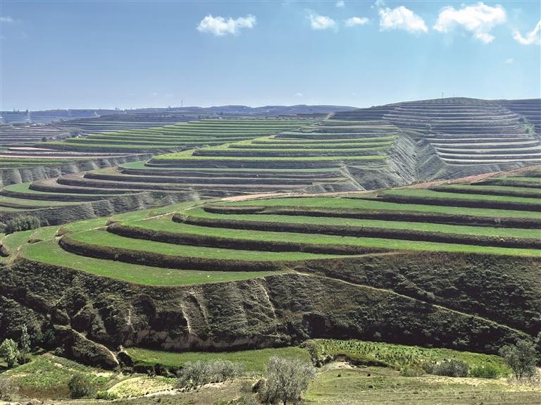 榆中志章农产品产销专业合作社的苜蓿地