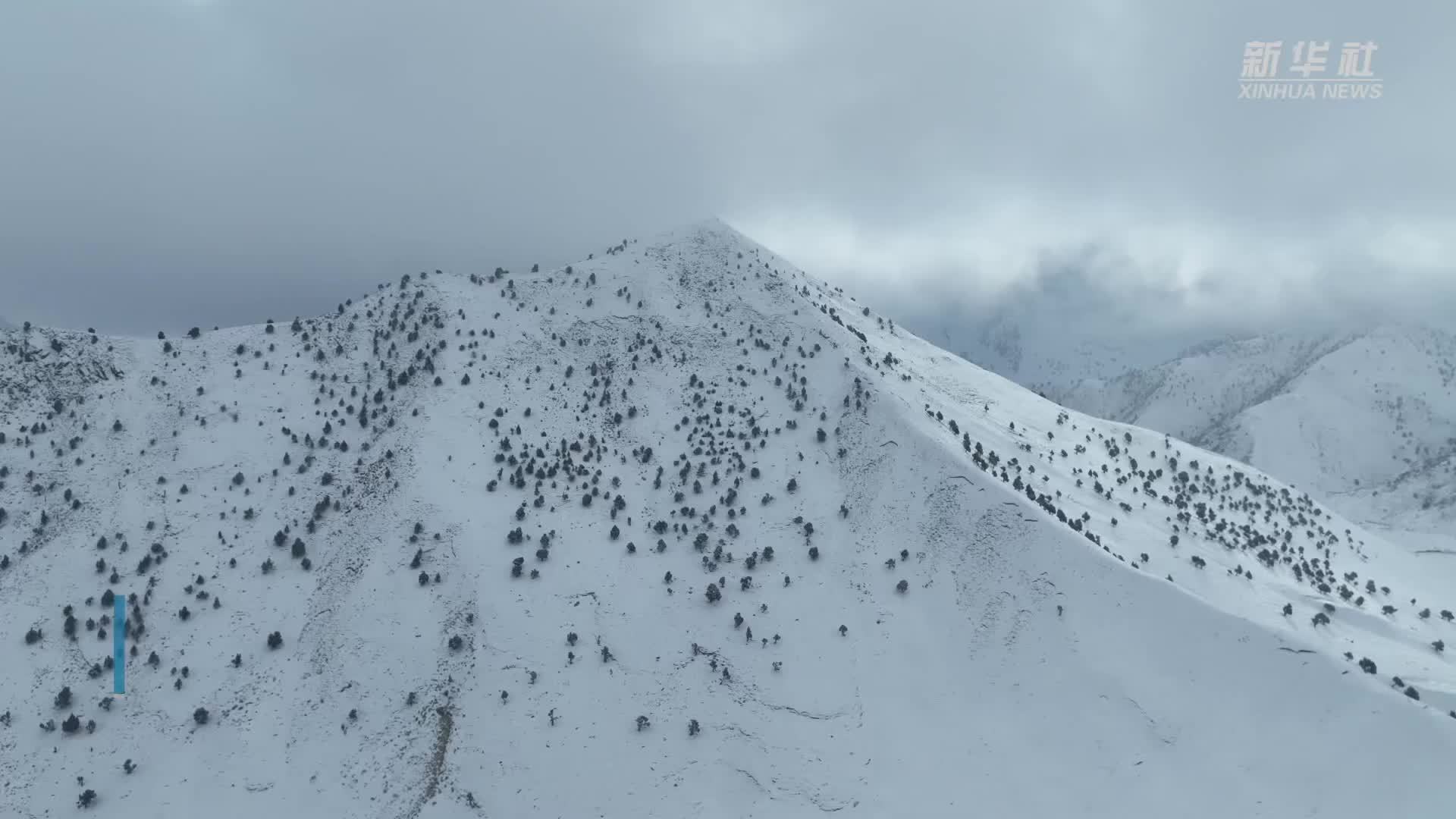 成群岩羊现身青海柏树山 雪中漫步觅食