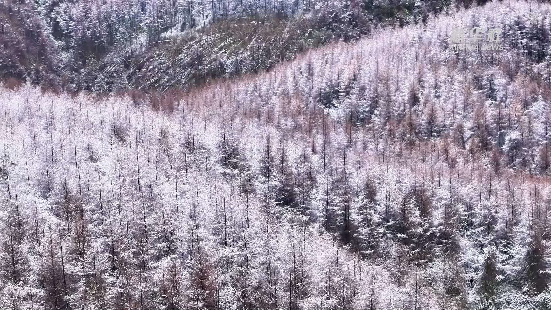 重庆奉节：“林海雪原”美如画