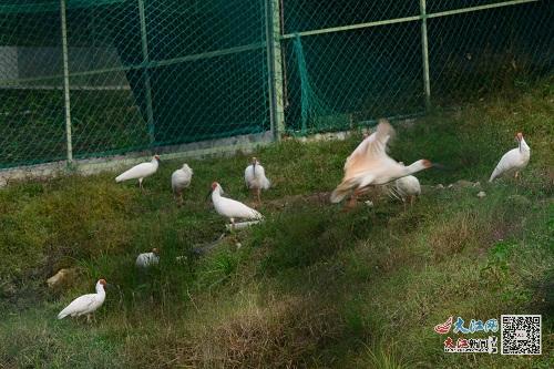 （江西省朱鹮種群重建基地供圖）