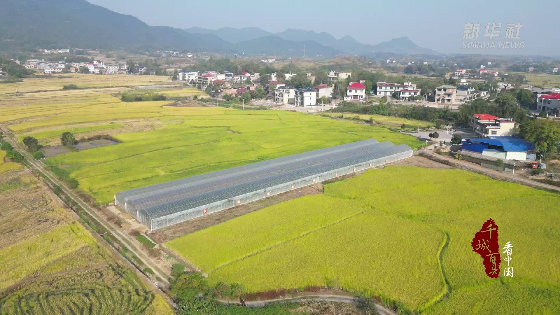 千城百县看中国｜湖南祁阳：冬季大棚有生机 复种模式再添“金”