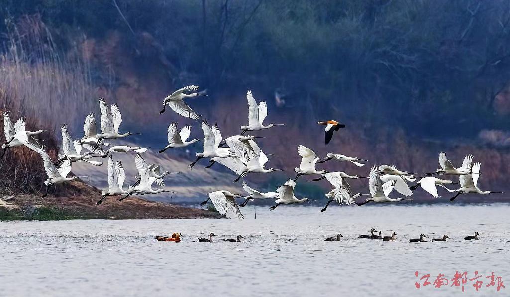 万余只白琵鹭抵达鄱阳湖（图）