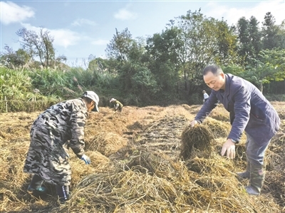 农场工作人员正在为中药材幼苗铺上稻草，做足中药材安全越冬“细功夫”。通讯员 方 海摄