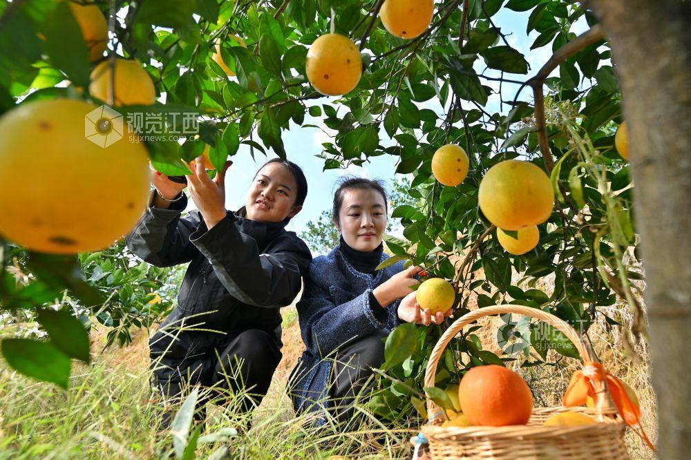 萍乡湘东区：采摘乐（图）