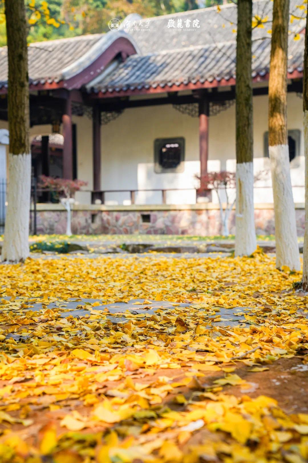 岳麓书院最美"银杏黄"已上线!