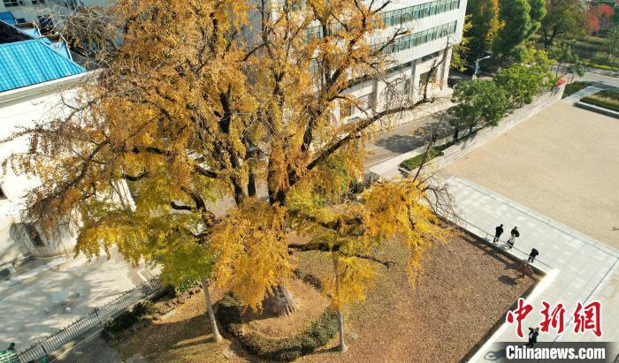 图为汉阳树。　张畅 摄