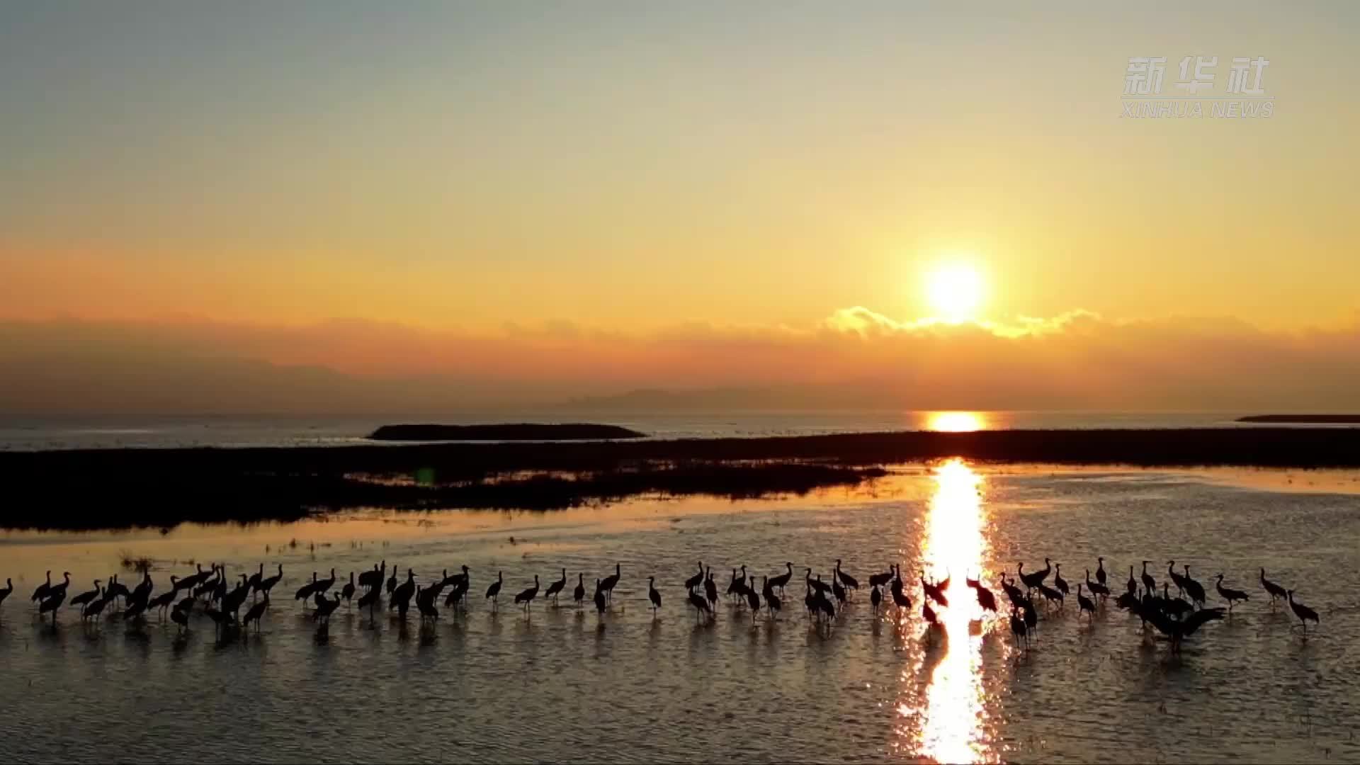 贵州草海迎来黑颈鹤越冬迁徙高峰期