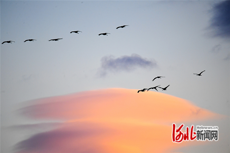 12月6日，大雪节气，一群灰鹤在河北省张家口市怀来县官厅水库国家湿地公园飞舞。