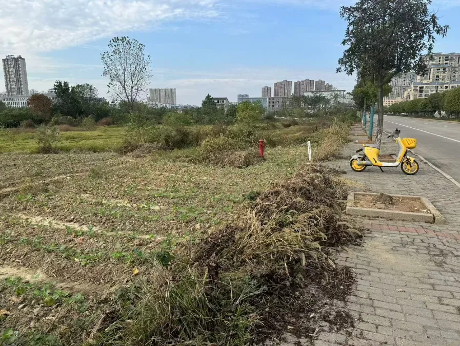 ▲地块现场图
