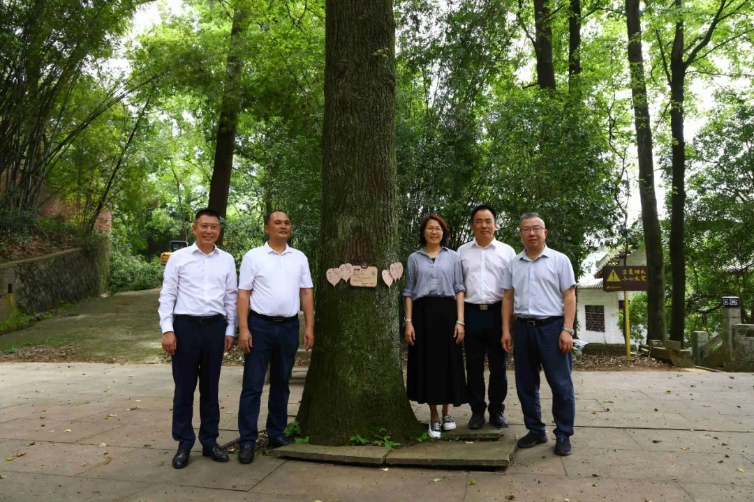 为古树挂上个人守护牌