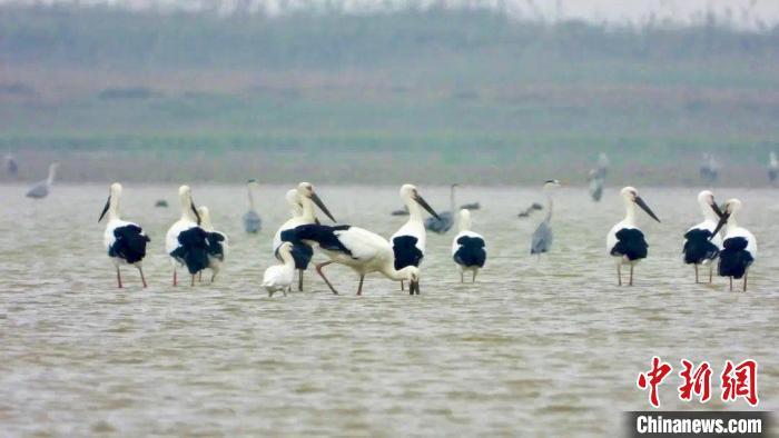 图为在江西鄱阳湖南矶湿地国家级自然保护区内栖息的东方白鹳。贺登毅 摄