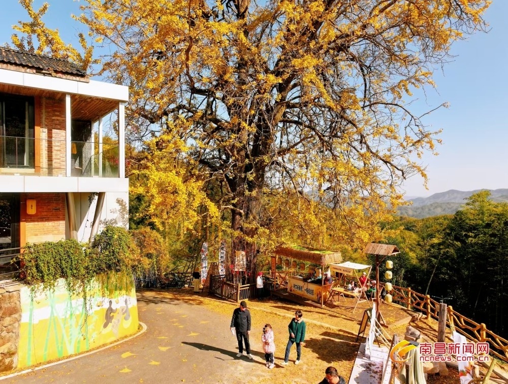 南昌湾里：银杏古树 冬日添彩（图）