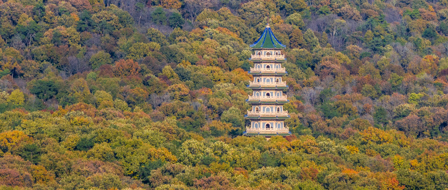 风评|南京“野猪现象”：探究城市与自然的平衡之路