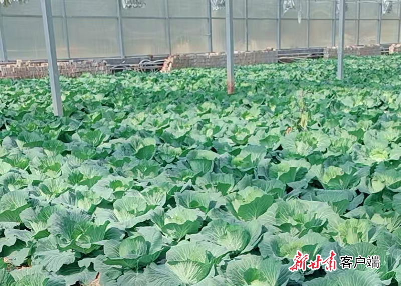 崇信县新丰园蔬菜产业园种植的绿色有机包菜　新甘肃&middot;甘肃日报通讯员　信敏雅　李雅琪