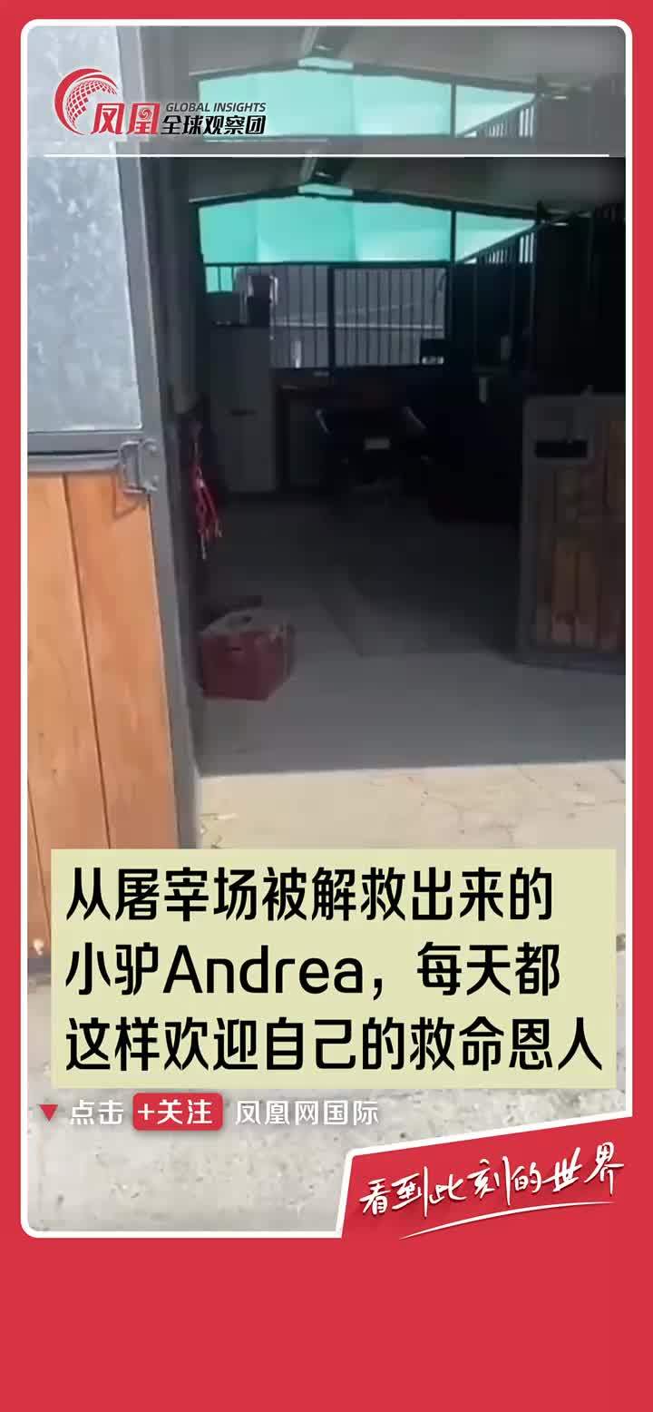 小驴Andrea是国外小姐姐从屠宰场救出来的，它每天早上都会这样和自己的救命恩人说“早安”~ #毛驴  #感恩