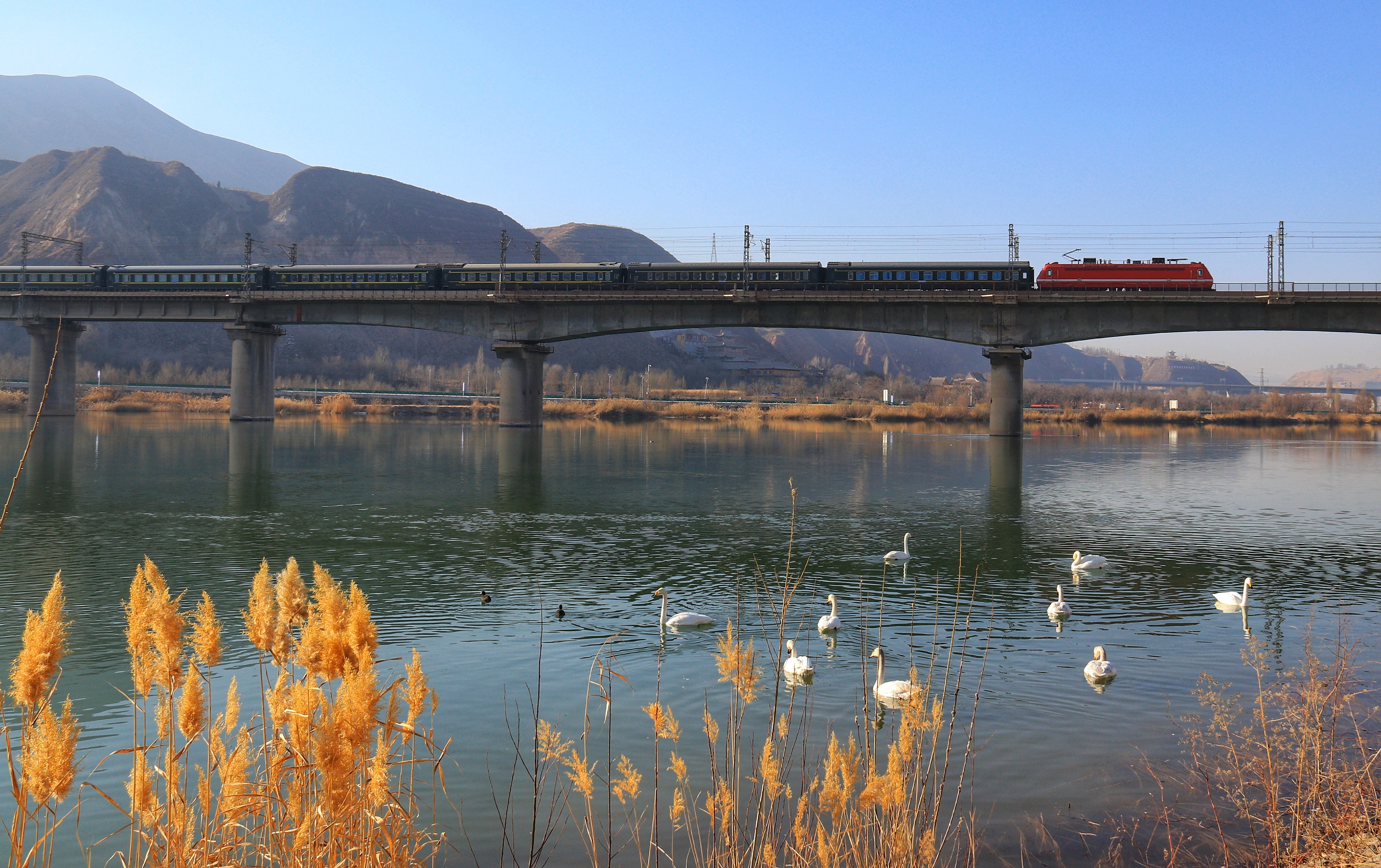 列车与天鹅在三江口同框照片(铁路局供图)