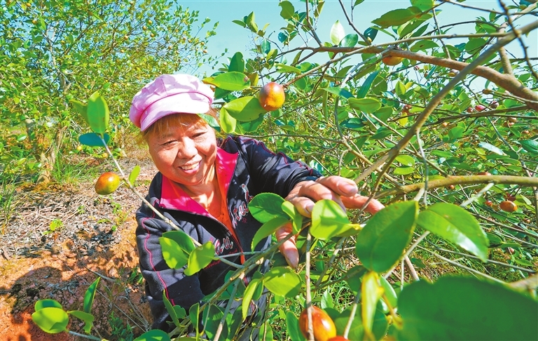 在东桥镇江边村油茶种植园内，工人正在采摘油茶果。通讯员 姚雨婷摄