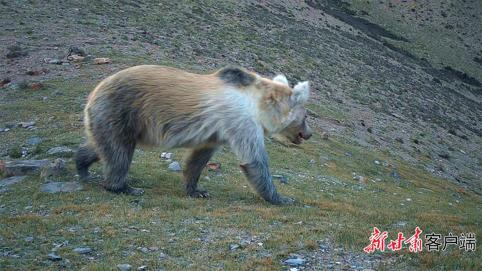 架设在祁连山野马南山的红外相机拍摄到的棕熊影像