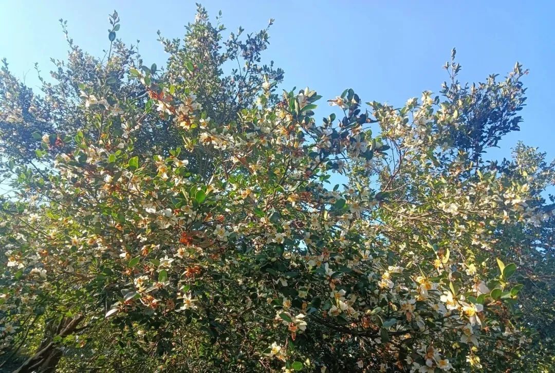 （白花的油茶树）