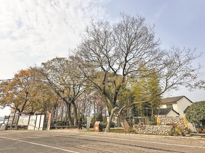 群益村古树资源管护项目
