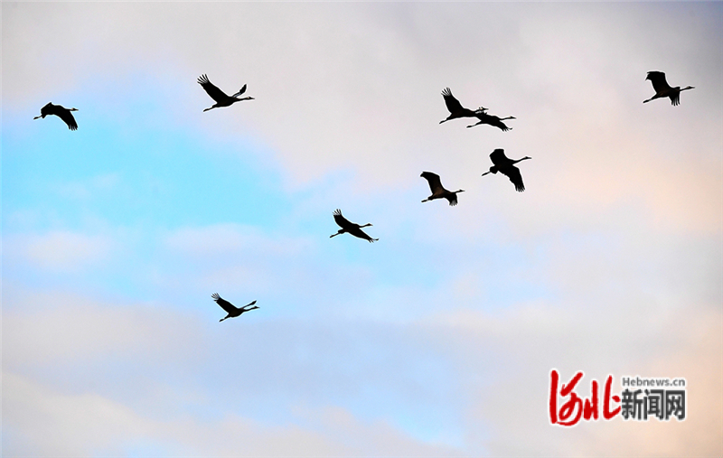 12月6日，大雪节气，一群灰鹤在河北省张家口市怀来县官厅水库国家湿地公园飞舞。