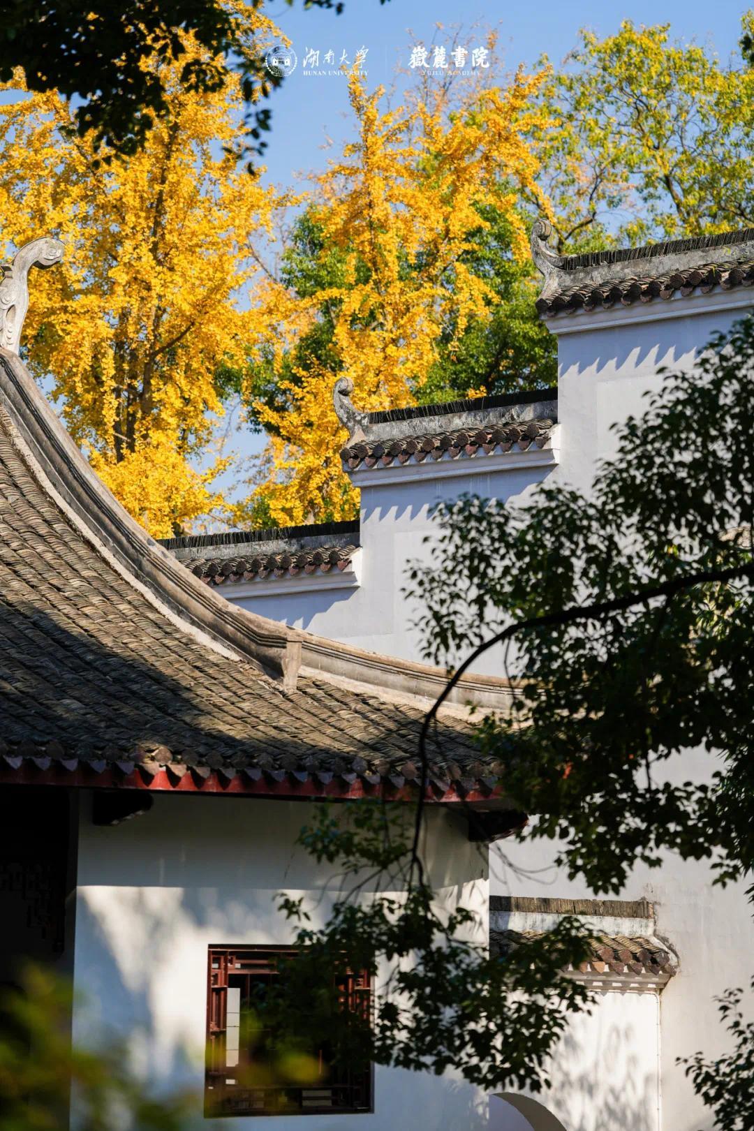 岳麓书院最美"银杏黄"已上线!