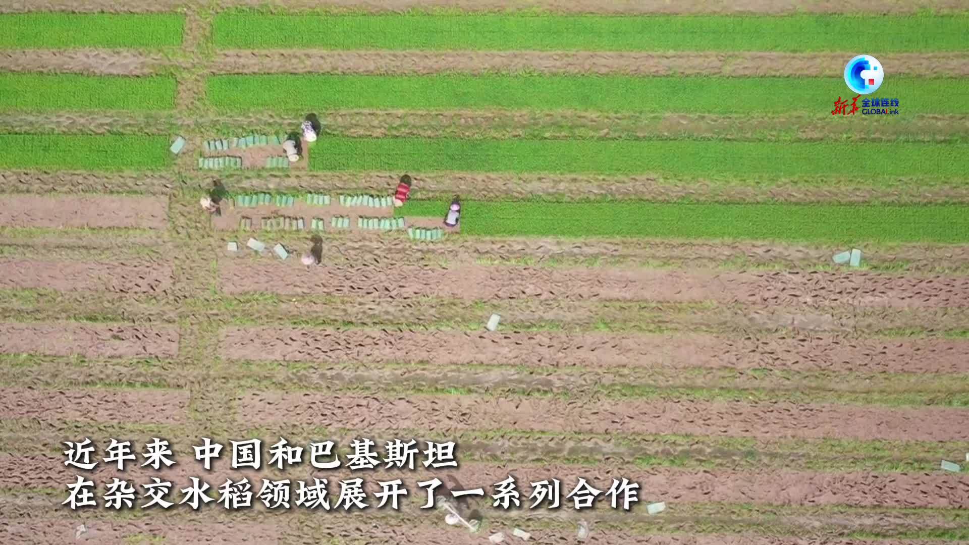 全球连线｜巴基斯坦留学生：希望将先进的杂交水稻技术带回家乡