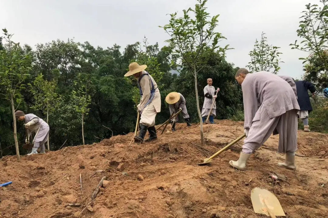 石门禅院组织尼众义工共同植树