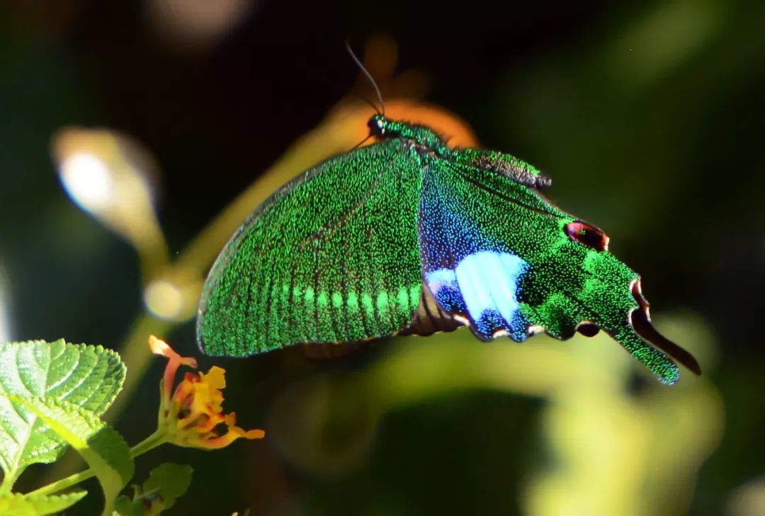 国际“鹏友”镜头下的深圳魅力多样！第六届“国际友人在深圳”摄影大赛颁奖典礼暨摄影展开幕