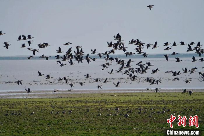 图为江西鄱阳湖南矶湿地国家级自然保护区内候鸟翔集。南矶湿地保护区管理局供图