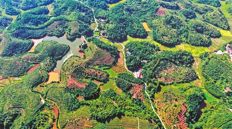 东桥镇茶红村千亩油茶林是村民们的致富林。通讯员 姚雨婷摄