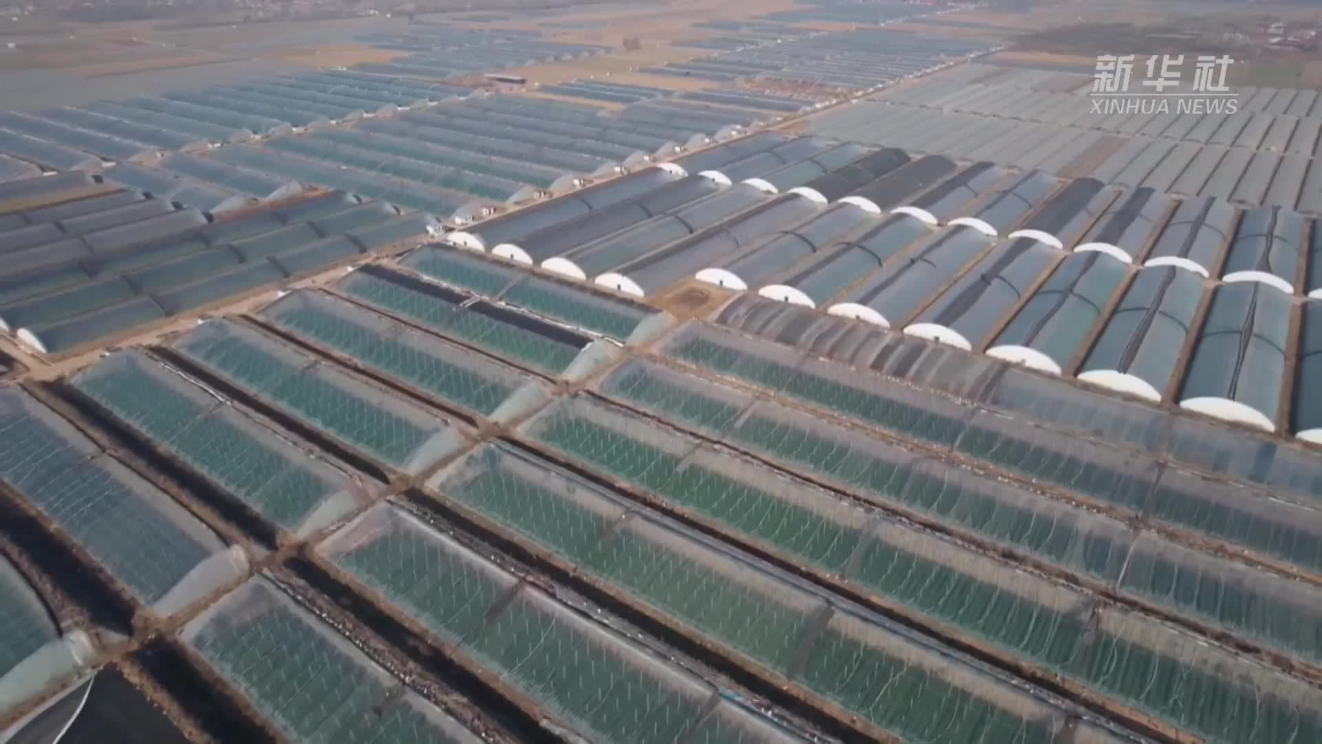 河南内黄：12000亩越冬黄瓜新鲜上市