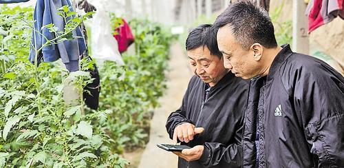 10月30日，在饶阳县留楚乡北空城村蔬菜温室大棚内，宋长江（左）向记者展示手机智能化操作。王朝阳摄